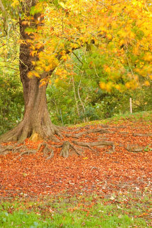 A horse chestnut tree changes into it