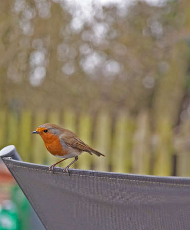The Robin is one of the most popular garden birds,this image is the male of a pair that nest in our garden.の写真素材