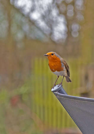 The Robin, Erithacus Rubecula,is one of our most popular garden birds.This image is is the male of a...