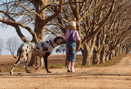 Young girl child playing walking her dog great daneの写真素材