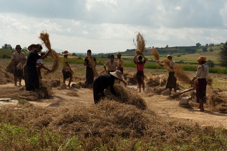 Rice Threshing, Shan State, Myanmarのeditorial素材