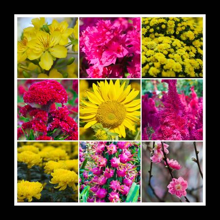 New Year Flower Collageの写真素材