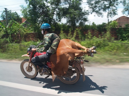 Cow on a bike   のeditorial素材