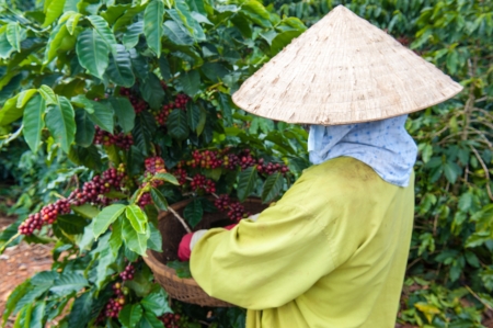 Coffee Bean Harvest, Dalat, Vietnamのeditorial素材