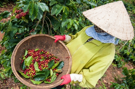 Coffee Bean Harvest, Vietnamのeditorial素材