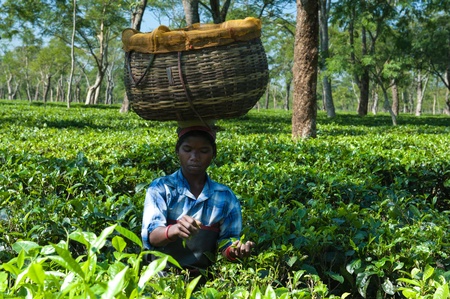 Tea Harvester in Assam, Indiaのeditorial素材