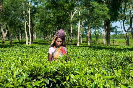 Tea Picking in Assamのeditorial素材