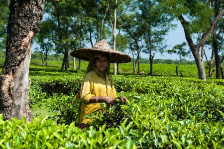 Lady Tea Plucker in Assamのeditorial素材