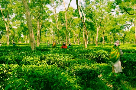 Tea Plantation in Assamのeditorial素材
