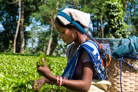 Tea Picking in Assamのeditorial素材