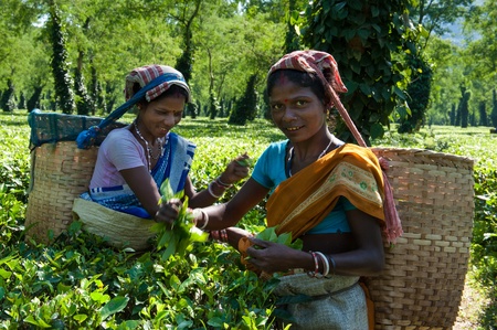 Tea Harvesting in Assamのeditorial素材