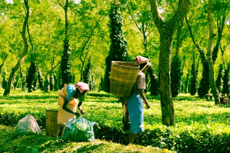 Assam Tea Harvestingのeditorial素材