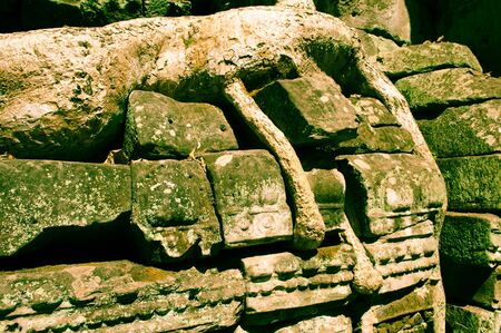 Ta Prohm Tree Rootsの写真素材
