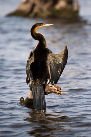 African Darter on a logの写真素材