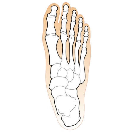 Bones of the Human Footのイラスト素材