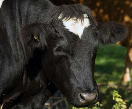 Cowの写真素材