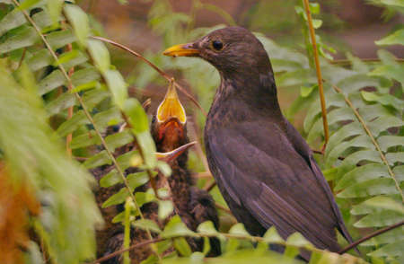 Feeding time 