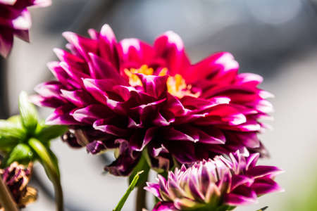 dahlia closeup