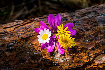 flowers on trunkの写真素材