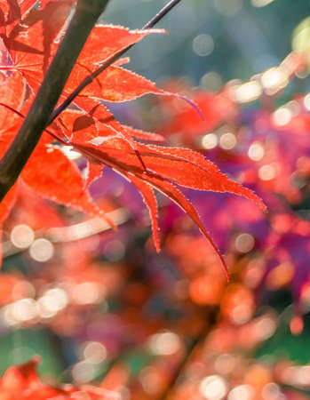 Japanese fan maple (acer sp.) against the setting autumn sun, strong colour and light effectsの写真素材