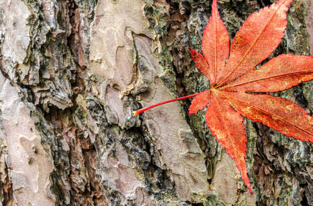 Photo montage, leaf of a Japanese maple, on a bark as backgroundの写真素材