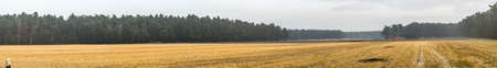 Panorama of a harvested arable land in front of a strip with dense forest stand, with a lot of free space for text, as header for a website, stitchedの写真素材