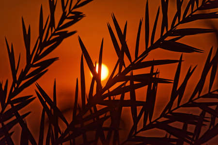Sunset at the Dead Sea, with a view of the coast of Israel and the shilouette of palm leaves in the foreground, on the beach of Amman, Jordan, middle eastの写真素材