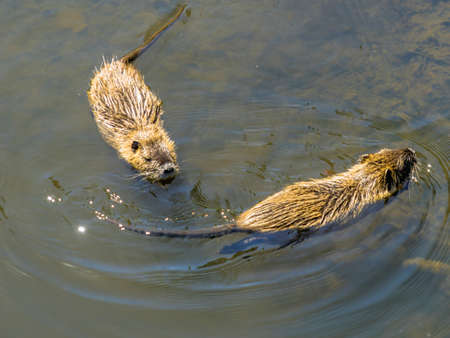 Two muskrats swimming in the water of the Shlossgraben of Wolfsburg Castle, Germany