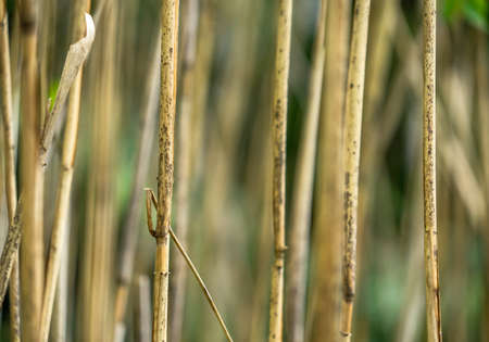 Abstract image of thin dry shield reed stems with low depth of field (DOF), backgroundの写真素材