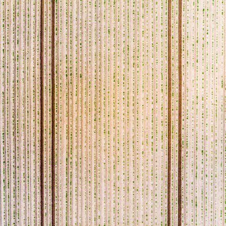 Aerial view of a field with young potato plants, geometric effect of the fresh plough tracks on the field, abstract effect by vertical angle, lines useful as background, made with droneの写真素材