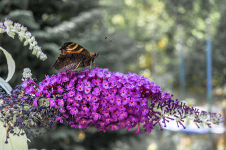 A peacock's eye (Aglais io) sits on the umbel of a purple lilac (Syringa vulgaris) and sucks nectar...