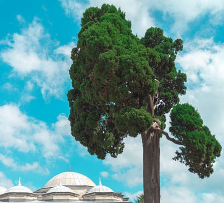 Strangely shaped pine tree in front of a dramatic sky and the cupolas of historic buildings in the...