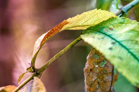 Abstract picture of the beginning of autumn with a green and a yellow leaf on a thin branch