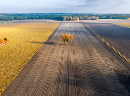 Lonely tree in an empty field at autumn, forest and dramatic sky, aerial viewの写真素材