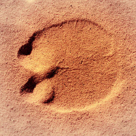 Footprint of a camel in the sand of the Sahara in Sudan, Africaの写真素材