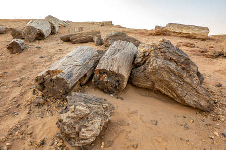 Petrified wood trunks in the stone desert in Sudan, Africaの写真素材