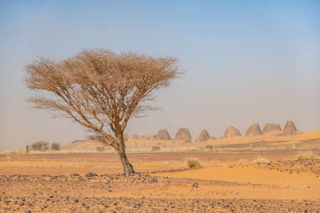 Acacia tree in the desert of Sudan with a group of pyramids in the background, Africaの写真素材