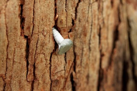 The remains of an event signage on a tree is this nailの写真素材