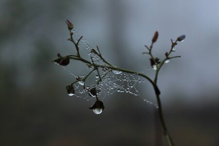 wet spiderweb with dew drops and a foggy backgroundの写真素材