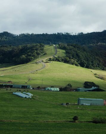 A coastal pasture with cows and a windy rural roadの写真素材