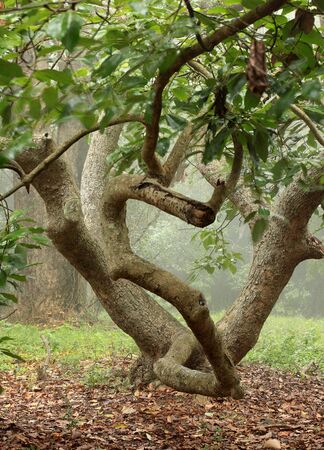 Avocado tree with foggy background