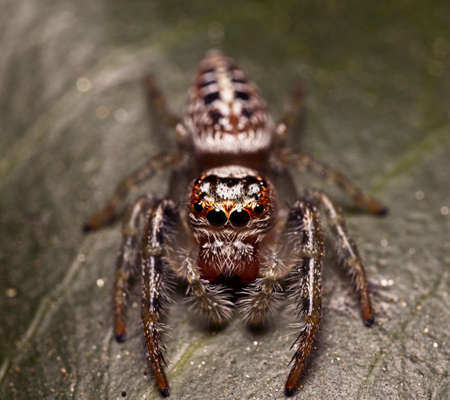 A macro photo of a brown jumping spider on a green leafの写真素材
