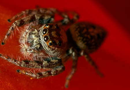 A closeup macro photo of a jumping spider inside a red flower.の写真素材