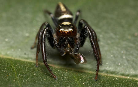 A macro photo of a black jumping spider with a fresh catchの写真素材