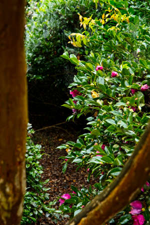 photo of a flowering shrub on a cloudy day through a gap in the tree trunksの写真素材
