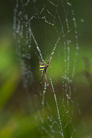 a spider on a wet web covered in water dropletsの写真素材