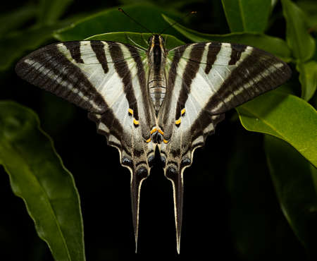 Swordtail buttrefly resting on a leafの写真素材