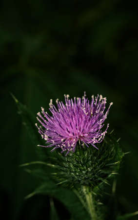 Thistle flower on dark backgroundの写真素材