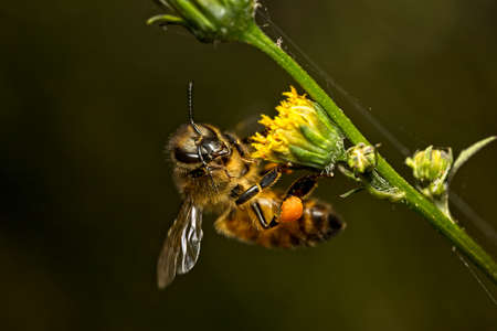 Macro shot of a honey bee on a yellow flowerの写真素材