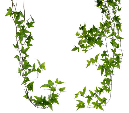 Set of few dense ivy Hedera stems isolated on white background Creeper Ivy stem with young green leaves Set of few dense ivy Hedera stems isolated on white background Creeper Ivy stem with young green leaves